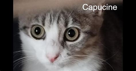 capucine cat.